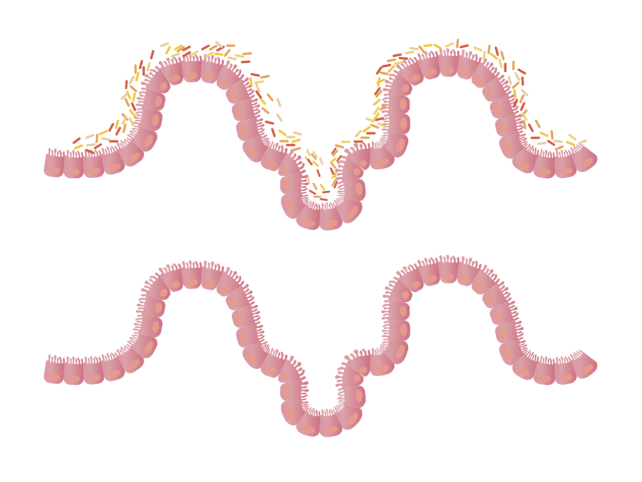 Cómo la dieta influye en las bacterias intestinales y la inflamación