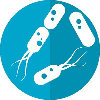 Las bacterias intestinales pueden ayudar a reconstruir el sistema inmunológico