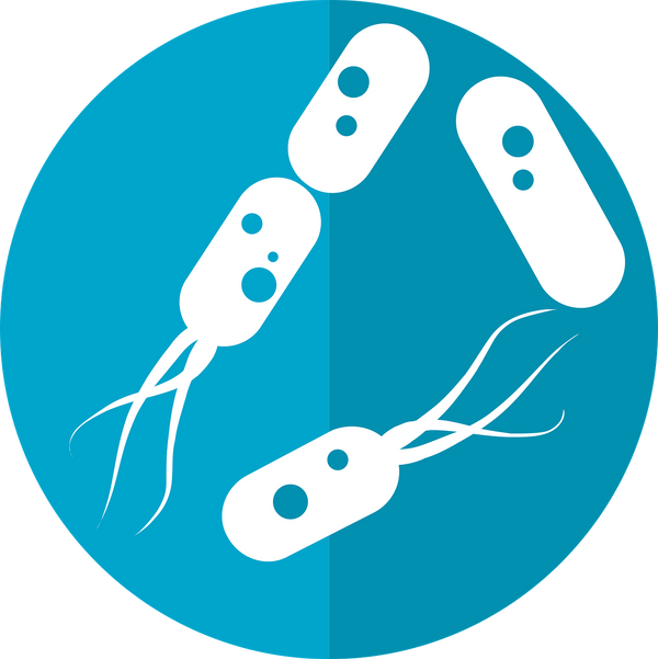 Las bacterias intestinales pueden ayudar a reconstruir el sistema inmunológico