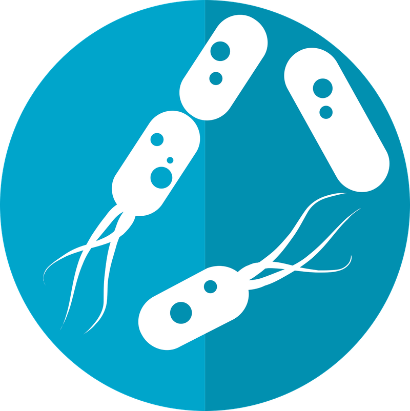 Las bacterias intestinales pueden ayudar a reconstruir el sistema inmunológico