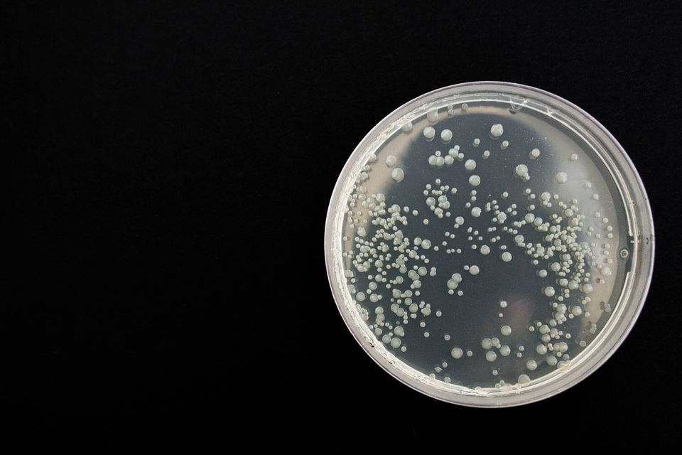 La combinación de antibióticos y probióticos puede matar las superbacterias