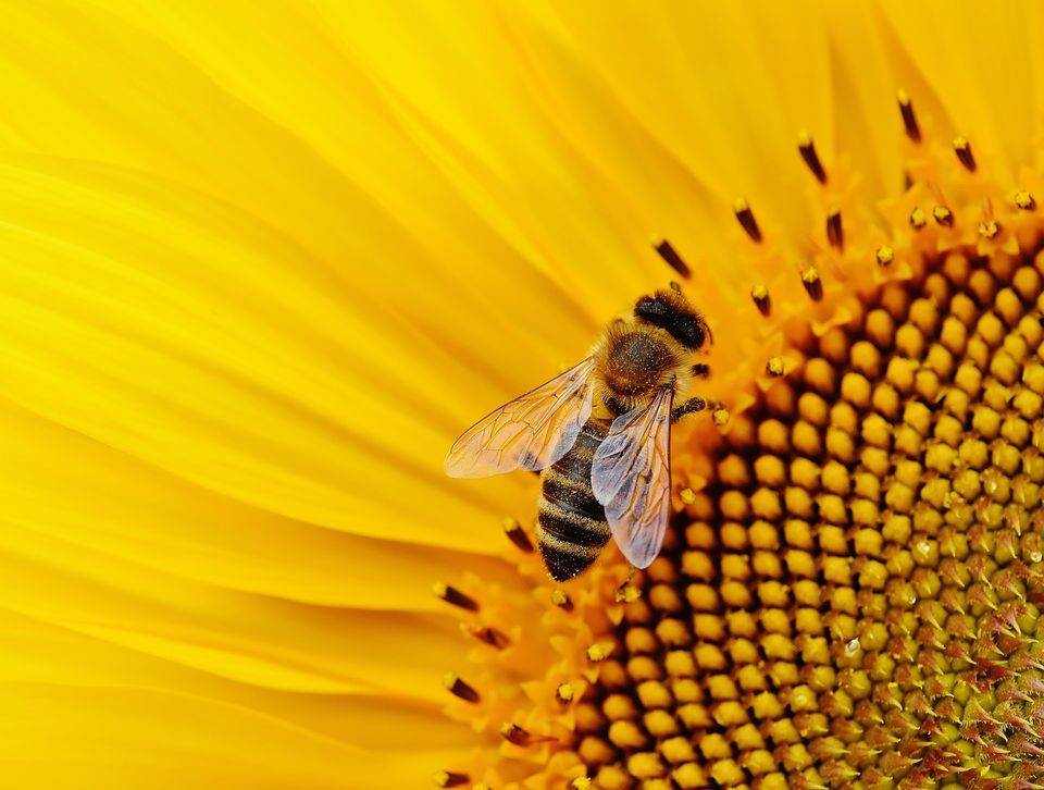 Las abejas pueden tener el secreto para los jóvenes de células madre